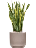 CC0050290