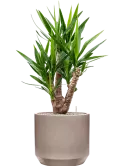 CC0050305
