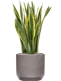 CC0050311