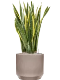 CC0050314