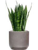 CC0050320