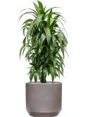 CC0050323