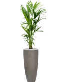 CC0050350