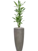 CC0050368