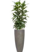 CC0050374
