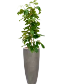 CC0050377