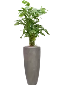 CC0050380