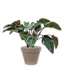 CC0050423