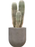 CC0050456