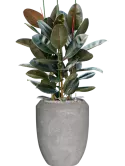 CC0050501
