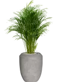 CC0050504