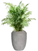 CC0050513