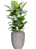 CC0050519