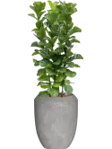 CC0050522