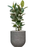 CC0050975