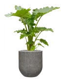 CC0050978