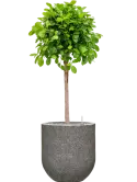 CC0051002