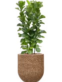 CC0051044