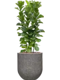 CC0051047