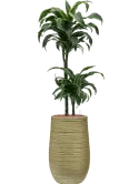 CC0051314