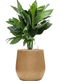 CC0051562