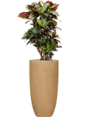 CC0051912