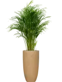 CC0051918