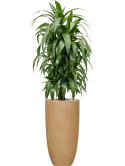 CC0051936