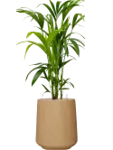 CC0051976