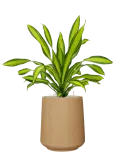 CC0051979