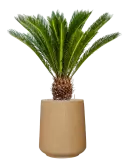 CC0051988