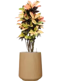 CC0052015