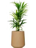 CC0052027