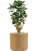 CC0052114