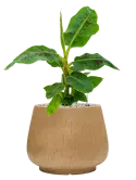 CC0052201
