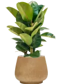 CC0052210
