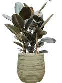 CC0053074
