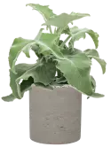 CC0053949