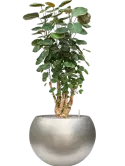 CC0054901
