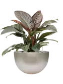 CC0054920