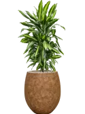 CC0055153