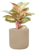 CC0055513