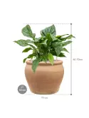CC0055791_1