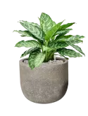 CC0056032