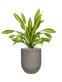 CC0056191