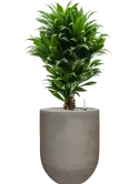 CC0056200
