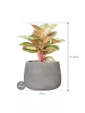 CC0056981_1