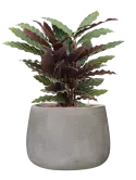 CC0057020