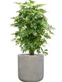 CC0057165
