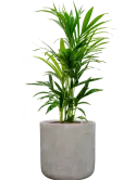 CC0057168